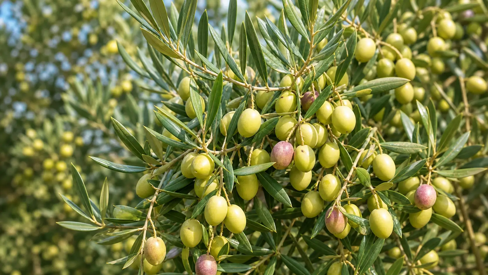 tlg-agro-variete-olives-arbosana