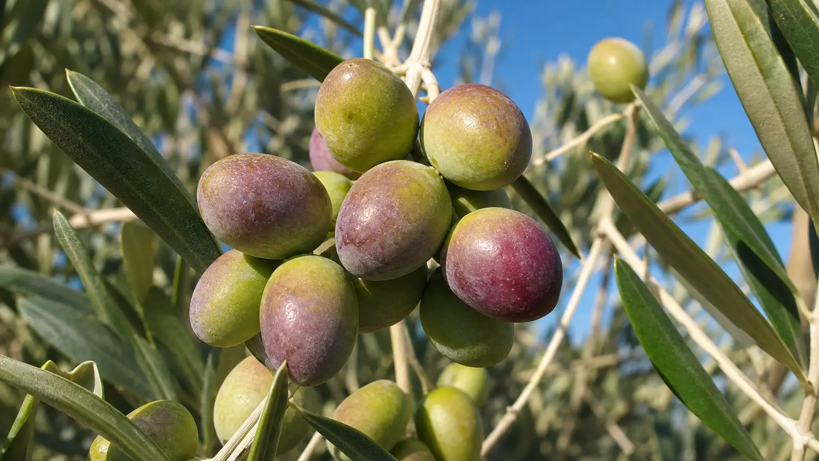 tlg-agro-variete-olives-chemchali-gafsa
