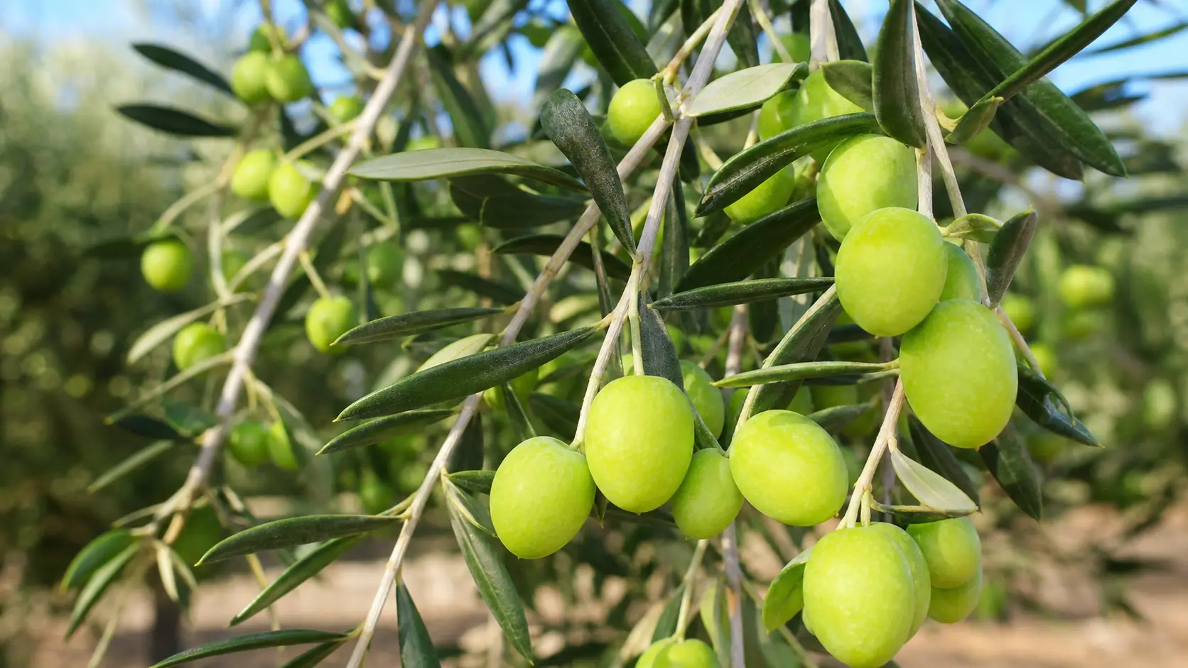 tlg-agro-variete-olives-chetoui