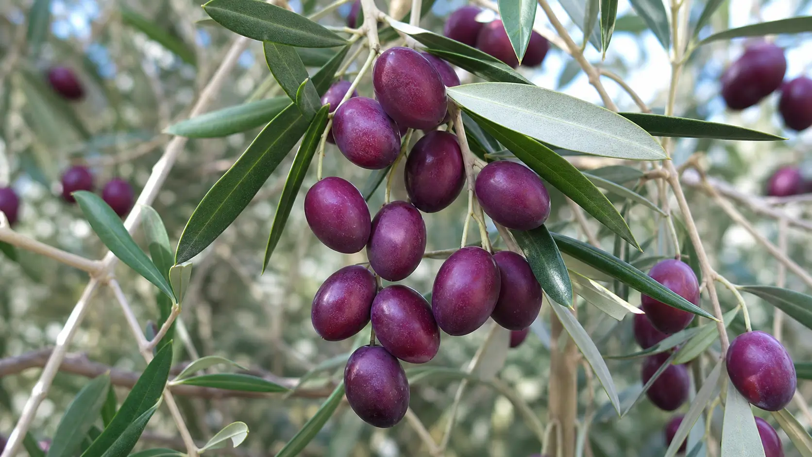 tlg-agro-variete-olives-korokeiki
